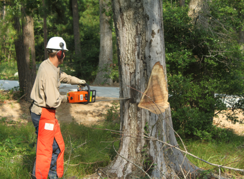 Sam Houston EC Takes Down 100,000 Dead Trees